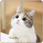Cute Cat HD Wallpapers icône