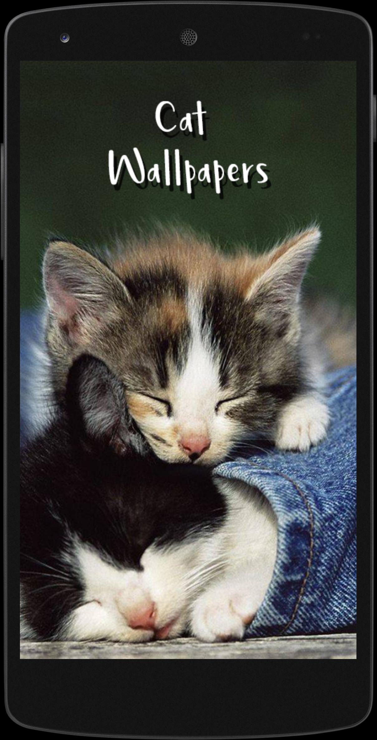 Cute Cat Hd Wallpapers For Android Apk Download