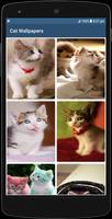 Cute Cat HD Wallpapers Ekran Görüntüsü 1