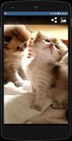 Cute Cat HD Wallpapers capture d'écran 2