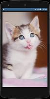 Cute Cat HD Wallpapers Ekran Görüntüsü 3