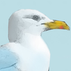 Seagull City: blue plaques APK