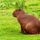 Capybara Wallpapers أيقونة