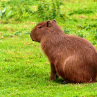 Capybara Wallpapers icono