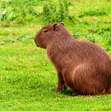 Capybara Wallpapers