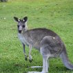 Kangaroo Wallpapers