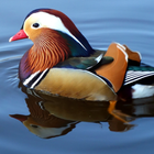 آیکون‌ Mandarin duck Wallpapers
