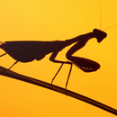 Mantis Wallpapers APK