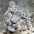 Snow leopard Wallpapers