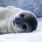 Seal Wallpapers آئیکن