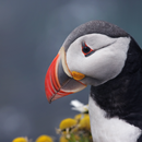 Puffin Wallpapers APK