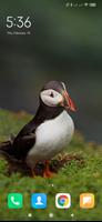 Puffin Wallpapers 截图 2