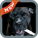 Staffordshire Bull Terrier APK