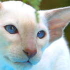 ikon Oriental Shorthair Wallpapers