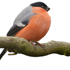 Bullfinch Wallpapers アイコン