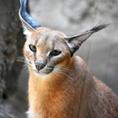 Caracal Wallpapers APK