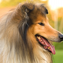 Collie Wallpapers APK