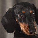 Dachshund Wallpapers APK