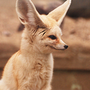 Fennec fox Wallpapers APK