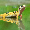Gecko Wallpapers