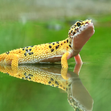 Gecko Wallpapers simgesi