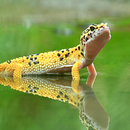 Gecko Wallpapers APK