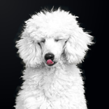Poodle Wallpapers