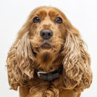 Cocker Spaniel Wallpapers آئیکن