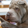 Shar Pei Wallpapers