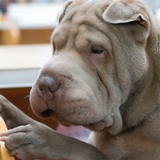 Shar Pei Wallpapers icono