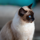 Siamese cat Wallpapers APK