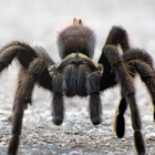 Spider Wallpapers 图标