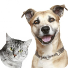 Funny Cat & Dog videos Zeichen