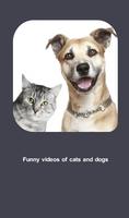 Funny Cat & Dog videos Plakat