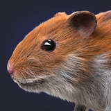 Hamster Clicker Earn Coins APK