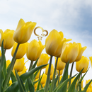Tulip Wallpaper APK