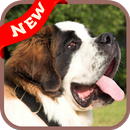 St Bernard Wallpaper APK