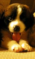 St Bernard Wallpaper imagem de tela 3