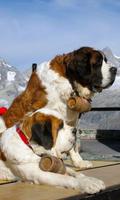 St Bernard Wallpaper imagem de tela 1