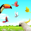 Sky Birds Live Wallpaper Free