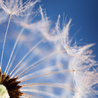 Dandelion Wallpapers آئیکن