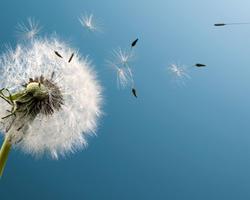 Dandelion Wallpapers 截圖 3