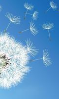 1 Schermata Dandelion Wallpapers