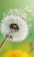 Dandelion Wallpapers 截圖 2