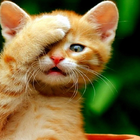 Funny Cats New HD Fonds d'écran icône