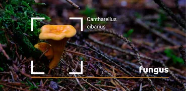 Fungus - Identification of fun