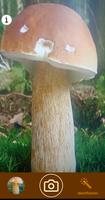 Fungus Plakat