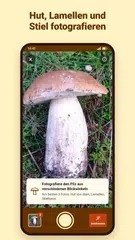 Fungus – Pilze bestimmen XAPK Herunterladen