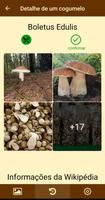 Fungos - Identificação de fung Cartaz