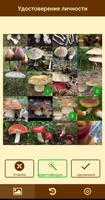 Грибок - Идентификация грибов постер